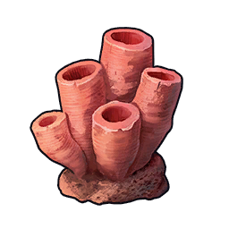 Fragment de corail
