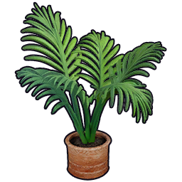 Ficus